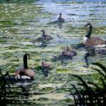 A Family Outing
Size:12x14
Medium: Acrylic
Frame: Simple Black Frame
Price: $250.00

Comments: To me the Canada goose has always been an elegant creature. Even today with them so common that some municipalities must put “Goose Crossing” signs along the roadside I still enjoy seeing a family of geese