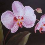Moth Orchid
Artist Nancy M Young
Medium: Acrylic

Description of Work: This dramatic painting of a Moth Orchid will draw the viewer into the beauty of the graceful lines and detail of this lovely piece.

Price: SOLD
(Prints Available)